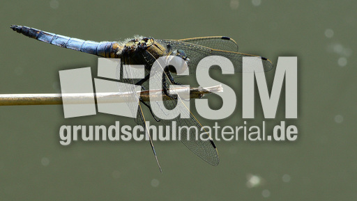 Blaugrüne Mosaikjungfer (16).jpg